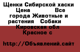 Щенки Сибирской хаски › Цена ­ 18 000 - Все города Животные и растения » Собаки   . Кировская обл.,Красное с.